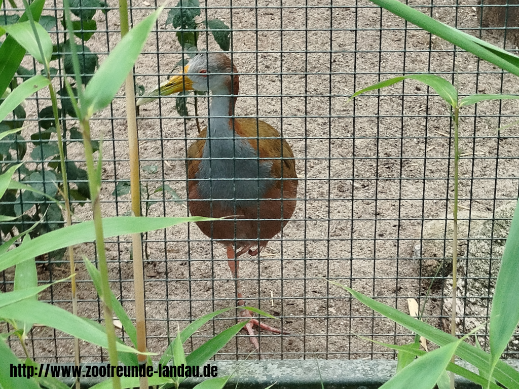 Zoo Magdeburg - Cayenne-Ralle - Gerhard Blumer