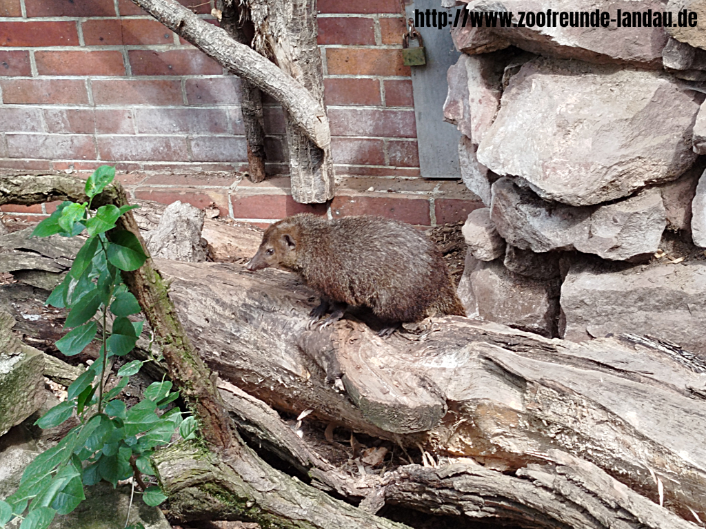 Zoo Magdeburg - Dunkelkusimanse - Gerhard Blumer