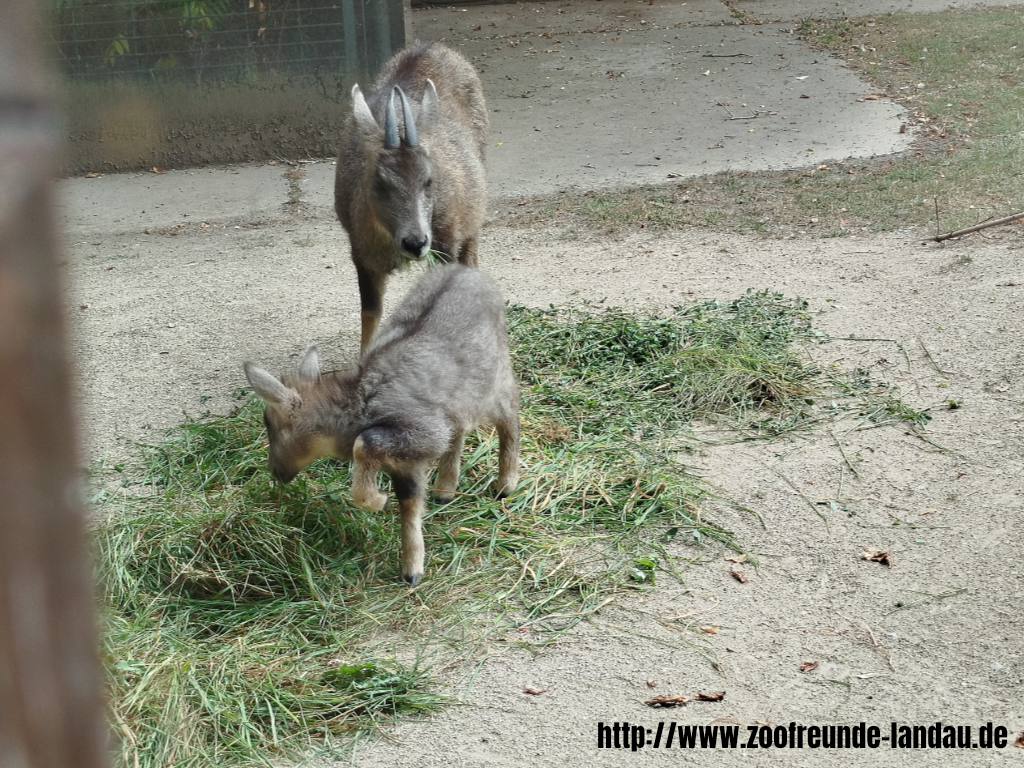 Zoo Magdeburg - Mittelchinesischer Goral - Gerhard Blumer