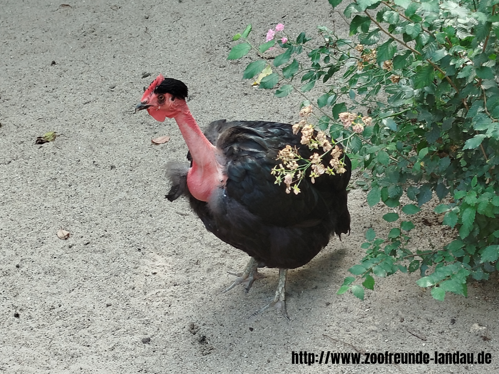 Zoo Magdeburg - Nackthalshuhn - Gerhard Blumer