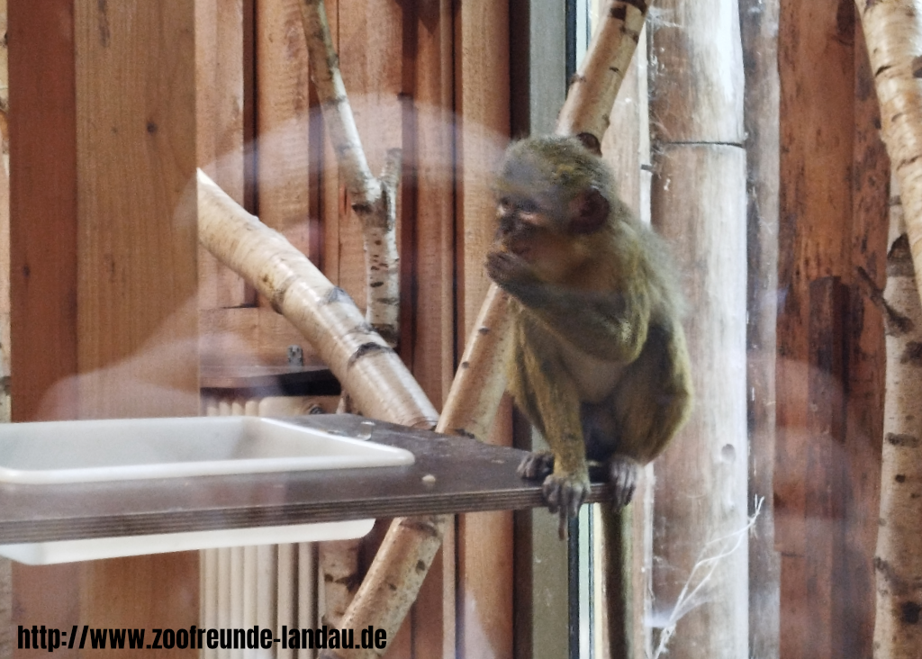 Zoo Magdeburg - Nördliche Zwergmeerkatze - Gerhard Blumer