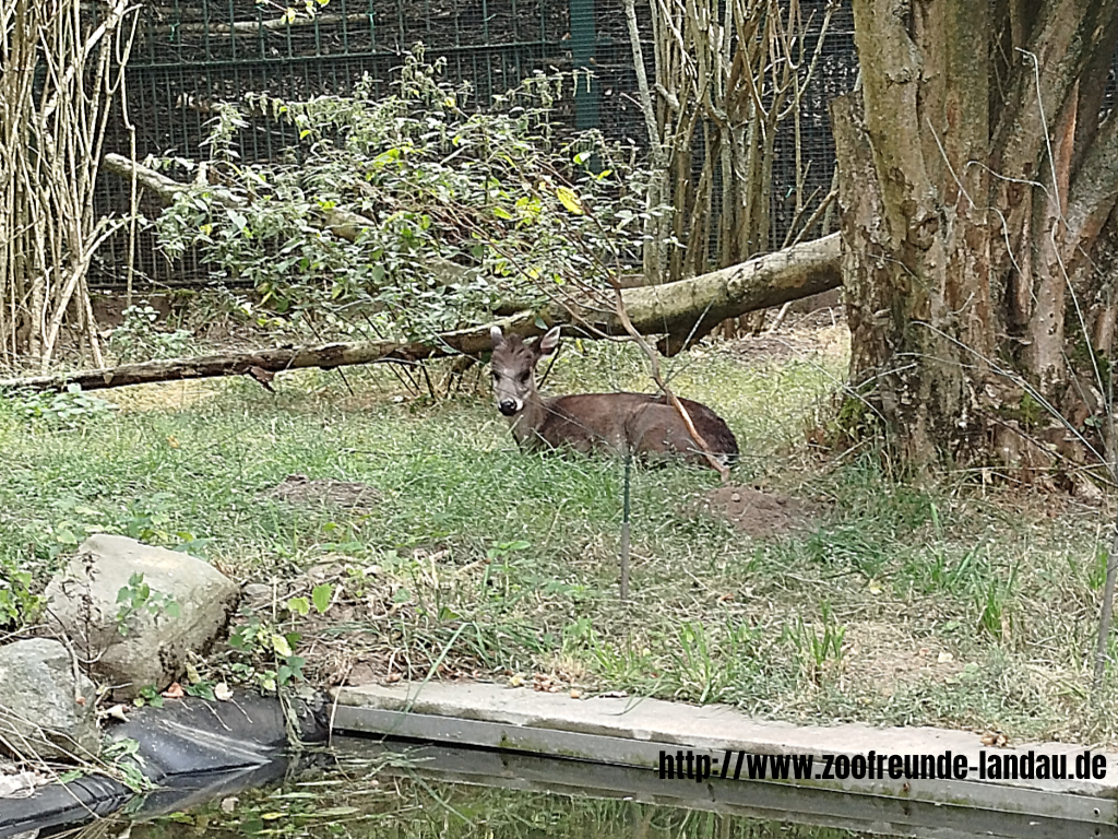 Zoo Magdeburg - Ostchinesischer Schopfhirsch - Gerhard Blumer