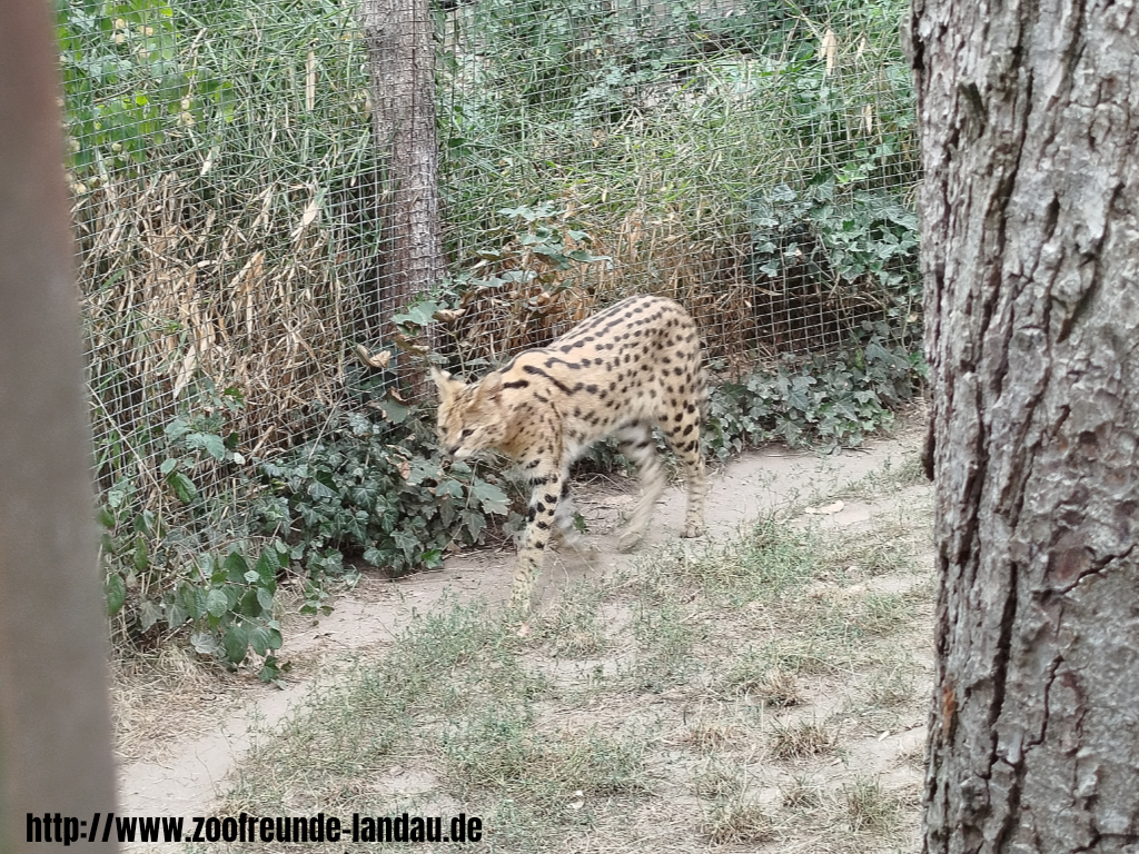 Zoo Magdeburg - Serval - Gerhard Blumer