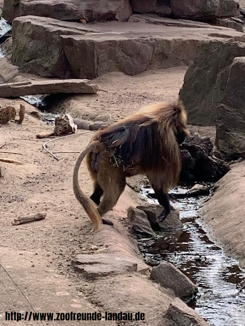 Zoo Magdeburg - Dschelada (Blutbrust-Pavian) - Gerhard Krebs