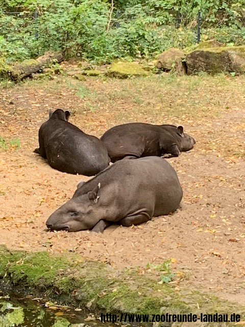 Zoo Magdeburg - Flachland-Tapir - Gerhard Krebs