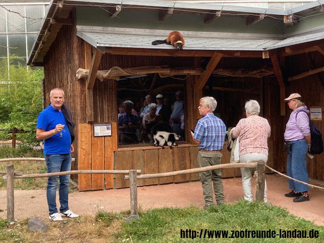 Zoo Magdeburg - im Gehege der Varis - Gerhard Krebs