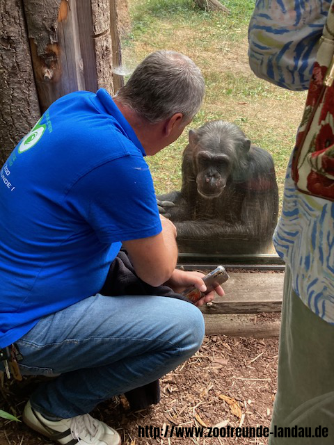 Zoo Magdeburg - Schimpanse - Gerhard Krebs