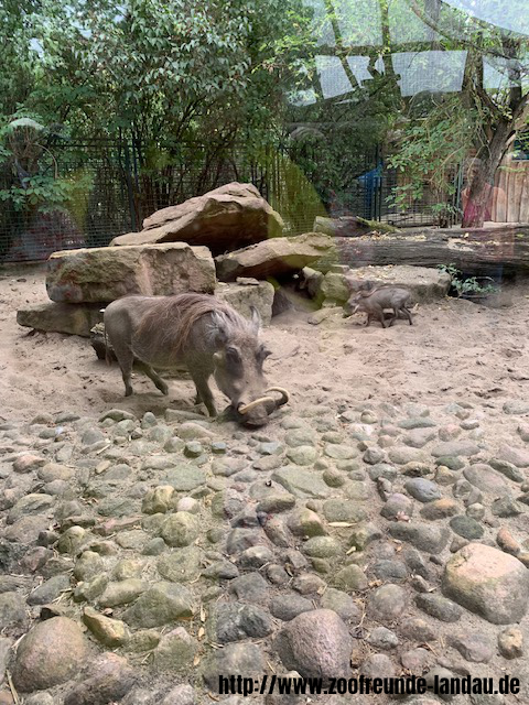 Zoo Magdeburg - Warzenschwein - Gerhard Krebs