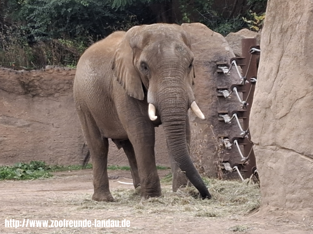 Zoo Magdeburg - Afrikanischer Elefant 1 - Dr. Jürgen Kissel