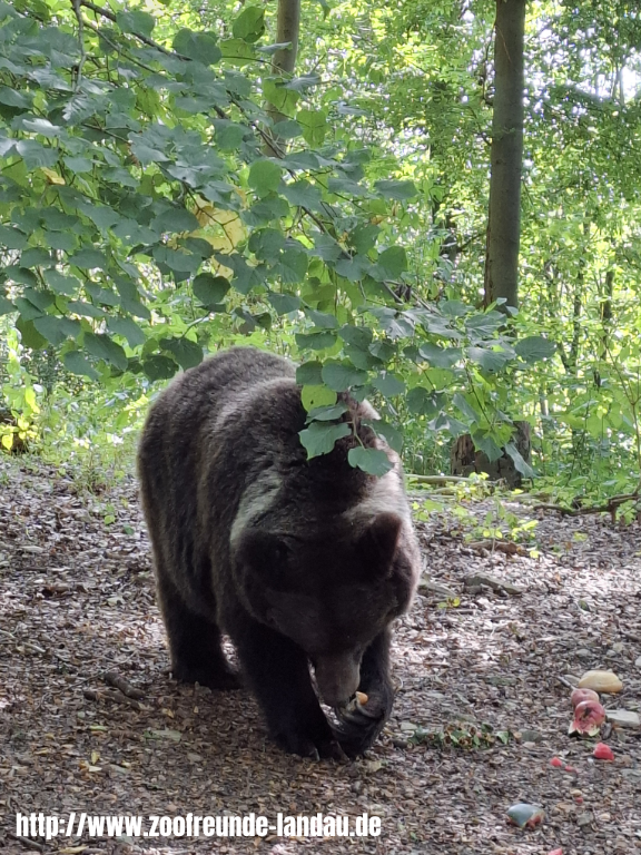 Magdeburg - Braunbär im Alternativen Bärenpark Worbis - Dr. Jürgen Kissel