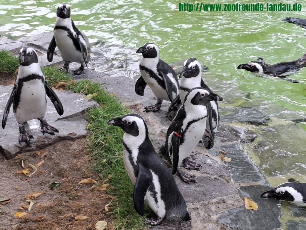 Zoo Magdeburg - Brillenpinguine - Dr. Jürgen Kissel