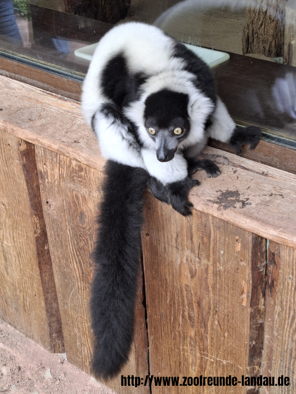 Zoo Magdeburg - Schwarzweißer Vari - Dr. Jürgen Kissel