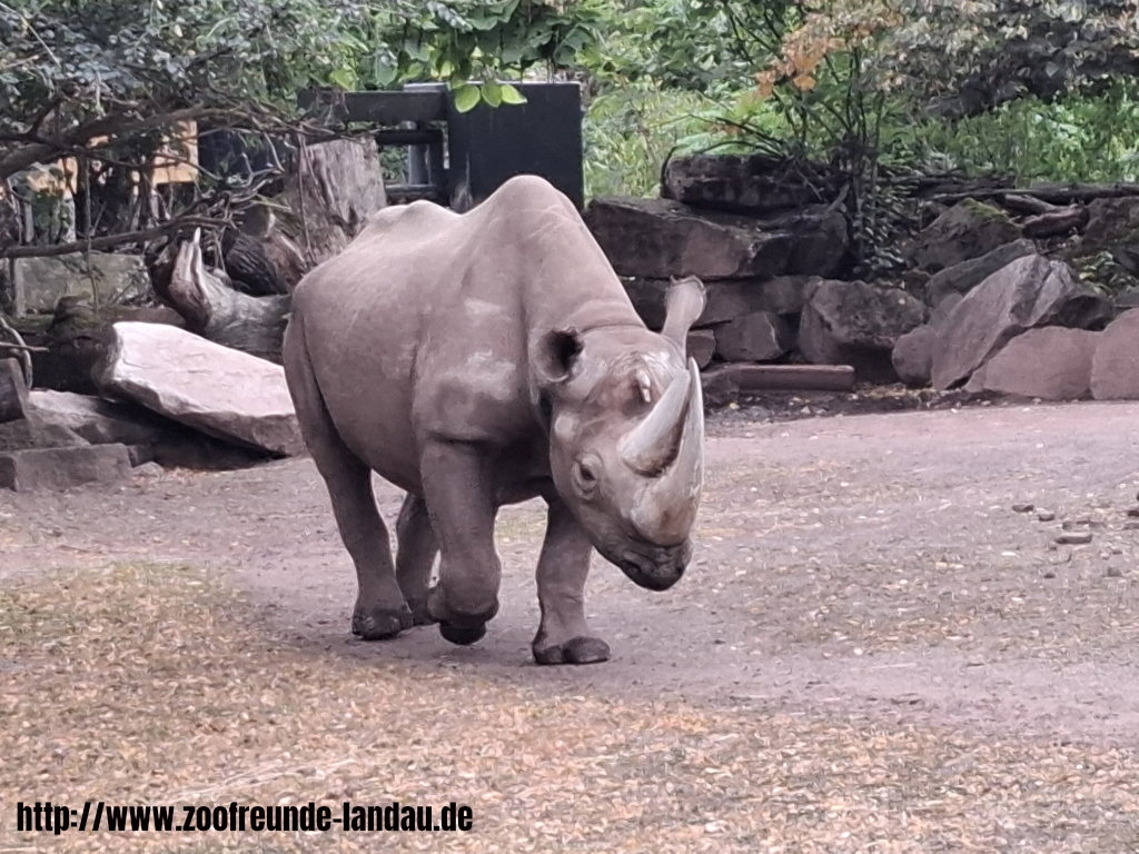 Zoo Magdeburg - Spitzmaul-Nashorn - Dr. Jürgen Kissel