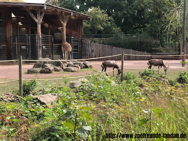 Zoo Magdeburg - Afrika-Savanne - Johannes Theobald