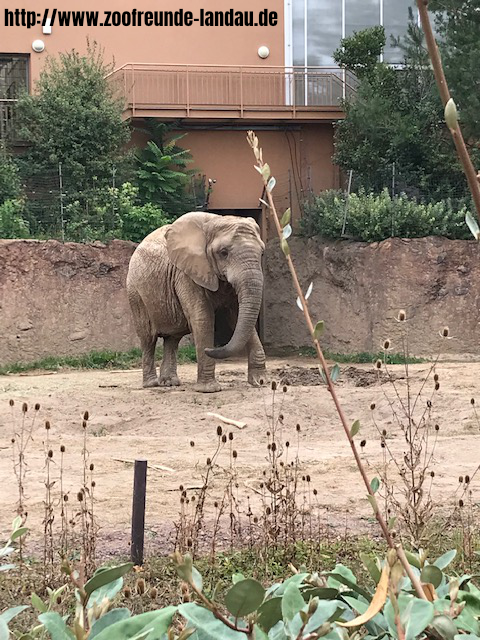 Zoo Magdeburg - Afrikanischer Elefant 2 - Johannes Theobald