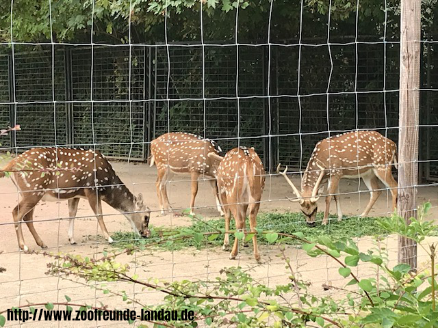 Zoo Magdeburg - Axishirsch - Johannes Theobald