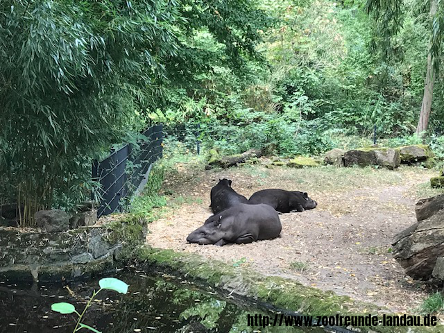 Zoo Magdeburg - Flachland-Tapir - Johannes Theobald