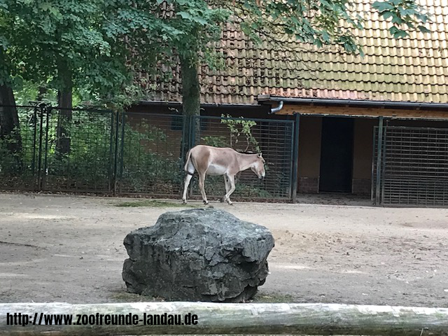 Zoo Magdeburg - Onager - Johannes Theobald