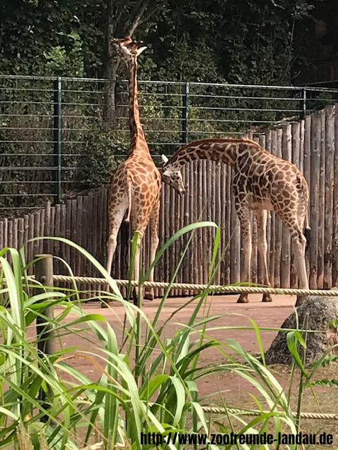 Zoo Magdeburg - Rothschild-Giraffe - Johannes Theobald