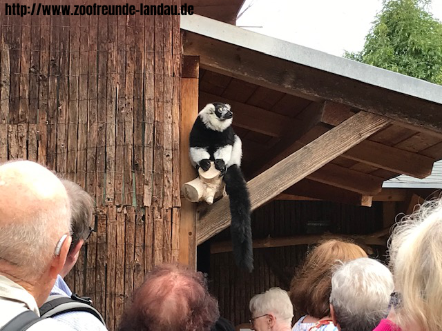 Zoo Magdeburg - Im Varigehege - Johannes Theobald