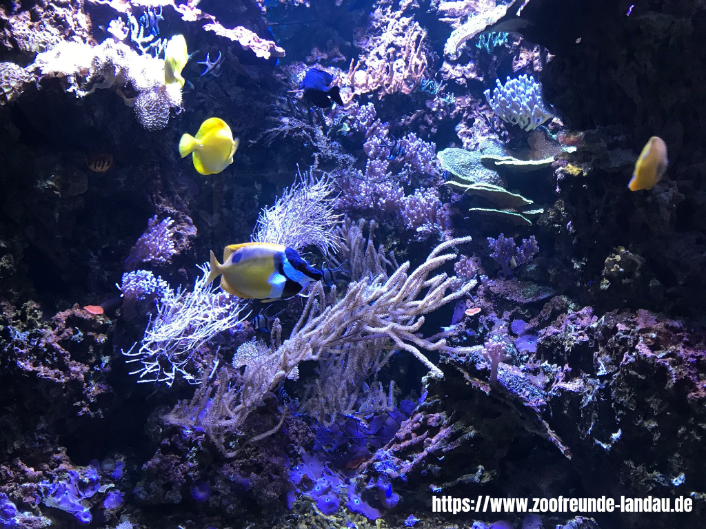 Frankfurt - Im Aquarium