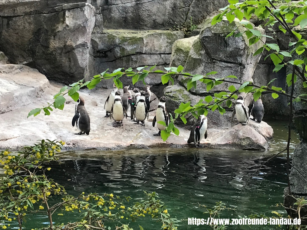 Frankfurt - Pinguine