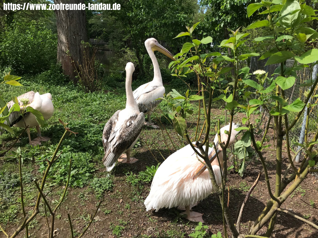 Frankfurt - Pelikane