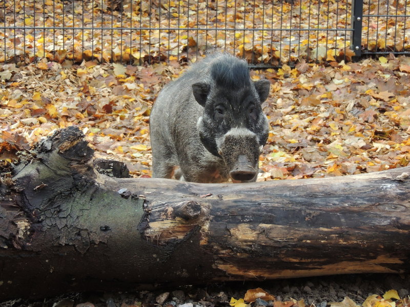 Visayas-Mähnenschweine